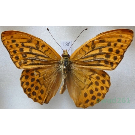 Argynnis paphia (Linnaeus, 1758) male Dostojka malinowiec Czech18f